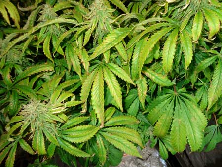 Example of dry, crispy cannabis leaves with lots of brown spots and yellowing - caused by too much light and heat in the cannabis grow room!