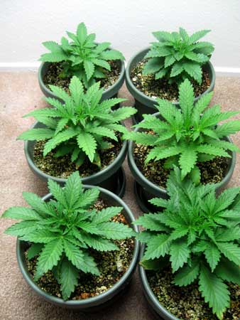 Cannabis plants were just transfered to 2 gallon containers