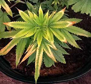 This marijuana seedling is experiencing light stress because the LED grow light is too close
