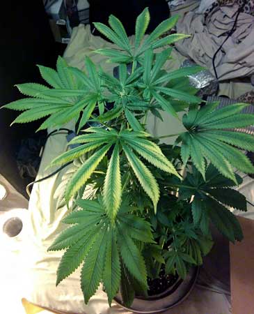 This cannabis plant started showing light stress symptoms on just a few leaves at first. If you see stress at the top of the plant, move the LEDs further away.