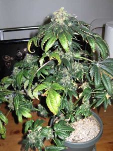A Nitrogen toxicity can also cause certain leaves to turn yellow, but other than that it looks nothing like a cannabis nitrogen deficiency. Too much nitrogen (and overall too-high level of nutrients) during the cannabis budding phase tends to reduce yields and bud size overall.