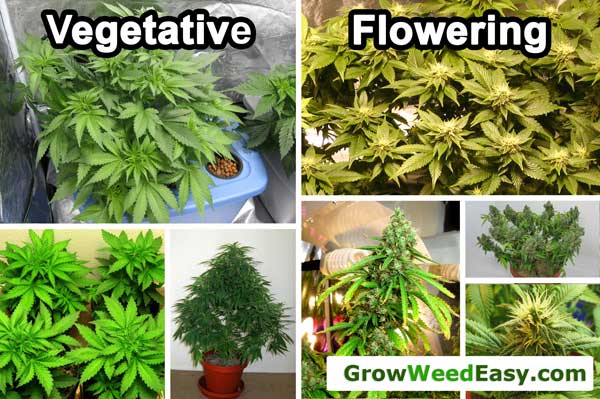 Cannabis grow light time