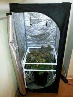 Light stages for growing weed