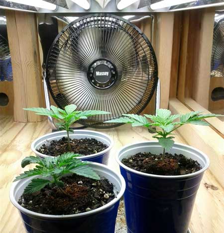 24 hour lights for growing weed