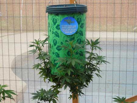 A cannabis plant in a Topsy Turvy will always start growing upwards, and doesn't hang down like a tomato plant