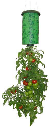 A Topsy Turvy container is meant for tomatoes, which hang down - check them out on Amazon.com!