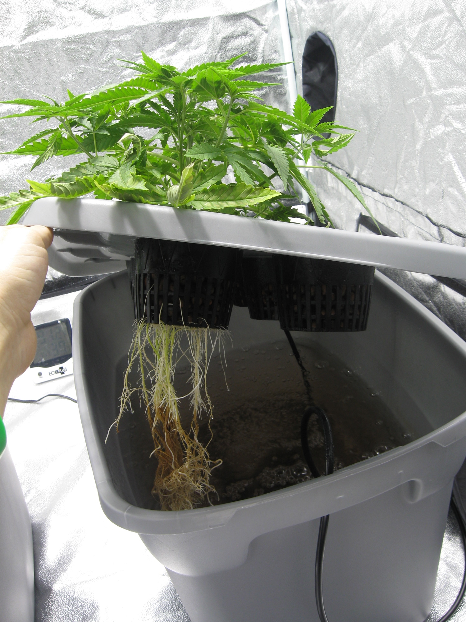 Марихуана выращенная в воде как выращивать марихуану в домашних у