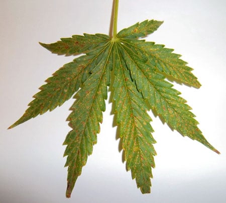Picture of a calcium deficiency on a cannabis leaf - white background so you can clearly see the brown spots - calcium deficiencies appear on the upper leaves (new growth)