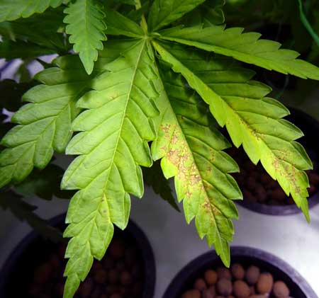A calcium deficiency can appear on new growth as well as the actively growing part of a cannabis leaf like this lower fan leaf