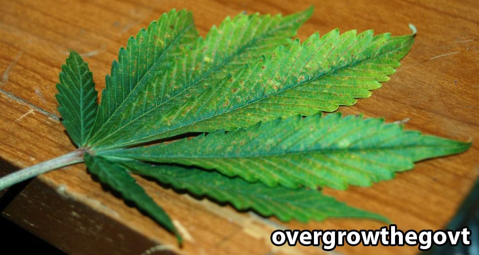 Uncover The Many Benefits Of Weed For People Who Have Many Sclerosis 1