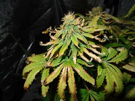 These cannabis buds were damaged after a week-long heatwave. The example of an indoor cannabis plant that is suffering from a mixture of heat stress and light stress (the grow light being too close) it has brown crunchy leaves.