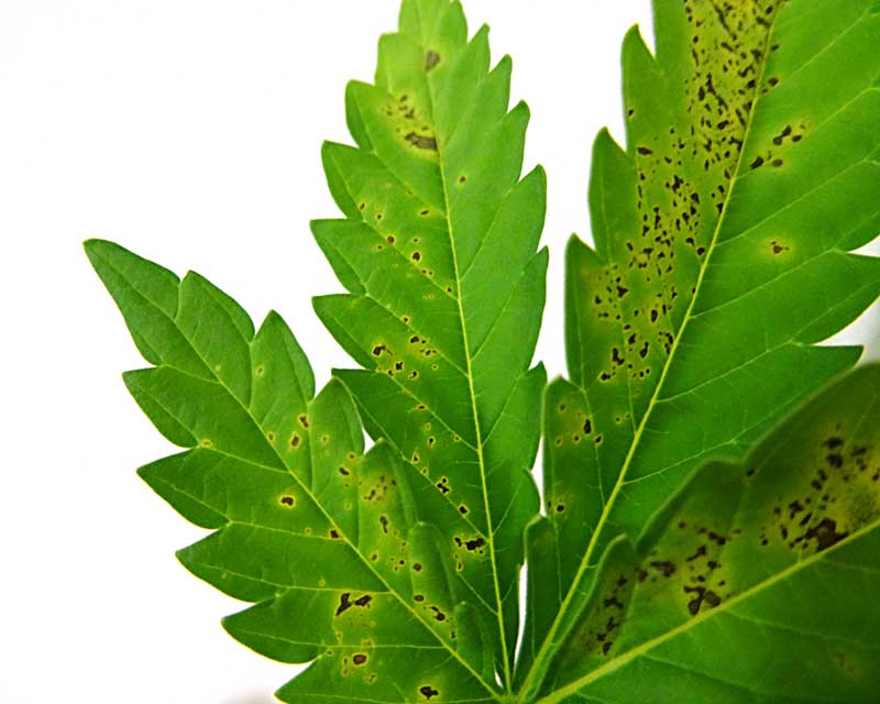 closeup-calcium-deficiency-leaf.jpg