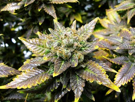 These cannabis buds have turned purple and yellow.