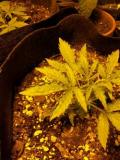 Тепловой стресс - края листьев марихуаны, свернувшиеся вверх