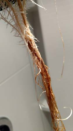 Example of twisted brown roots that are the result of cannabis root rot