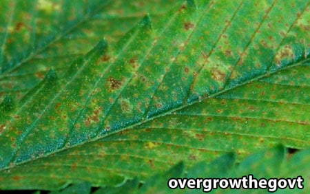 Marijuana Calcium Deficiency - Closeup of brown spots which first appear on young (upper) leaves