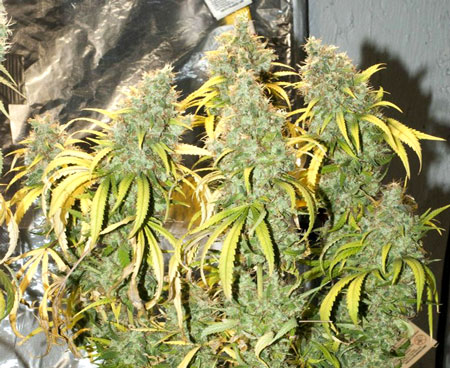 How To Fix Cannabis Nitrogen Deficiency N Pics Symptoms