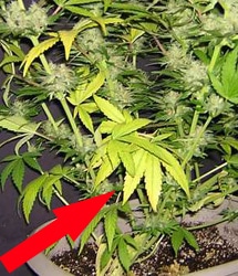 How To Fix Cannabis Nitrogen Deficiency N Pics Symptoms