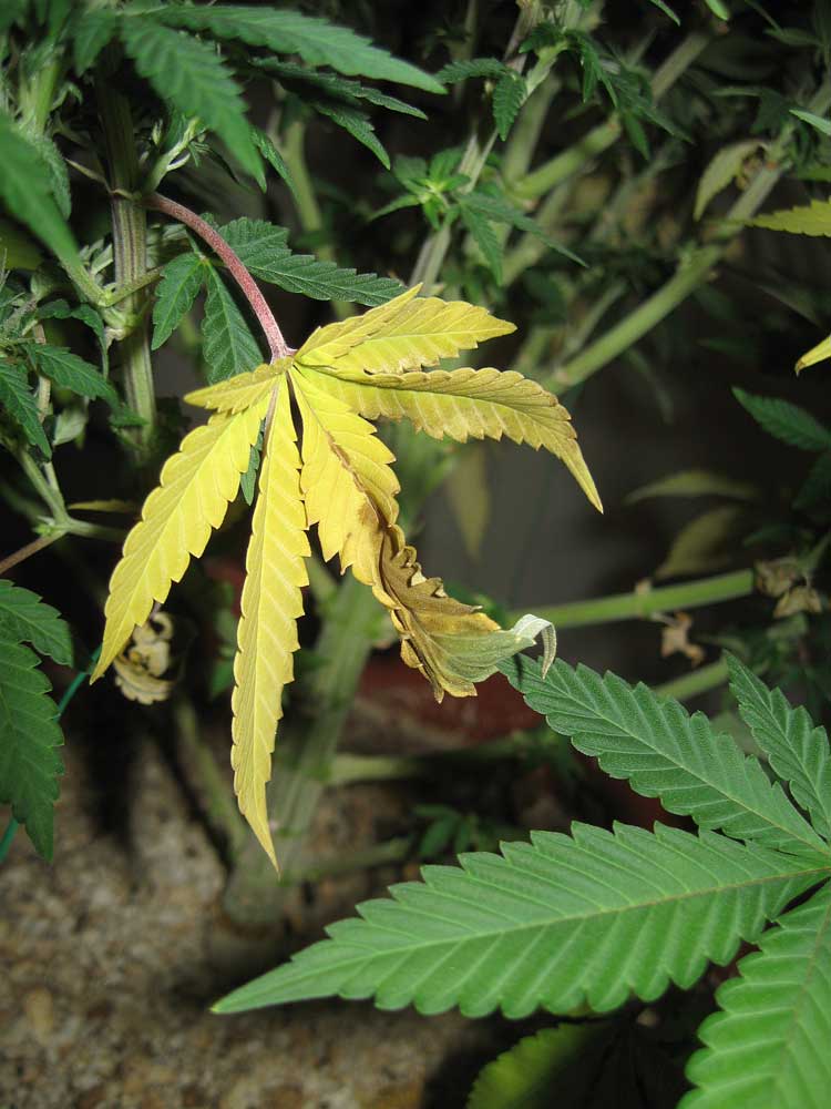 How to fix Cannabis Deficiency (N) &