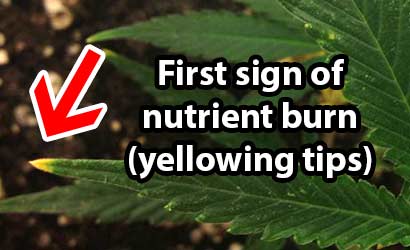 First sign of cannabis nutrient burn is often yellowing at the tips of the leaves