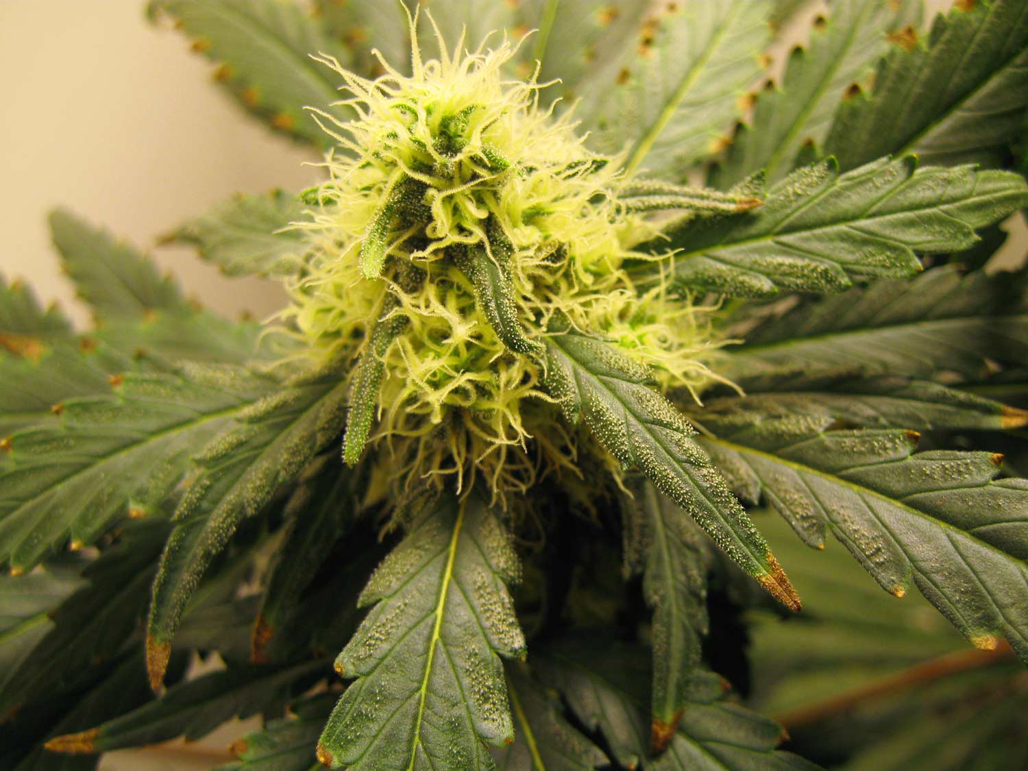 How to Fix Cannabis Nutrient Burn - Grow Weed Easy