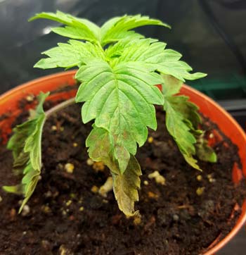 Example of a cannabis seedling that appears to be droopy with a nutrient deficiency. The cause of BOTH problems? Overwatering!