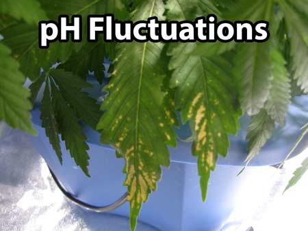 nutrient ph burn cannabis marijuana leaves fluctuations tips weed brown edges cause fix yellow stress label growweedeasy