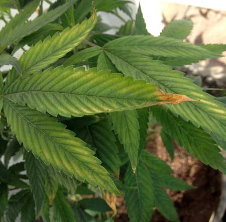 The brown edges, burnt leaf tips, and yellow between the margins are signs of a marijuana potassium deficiency