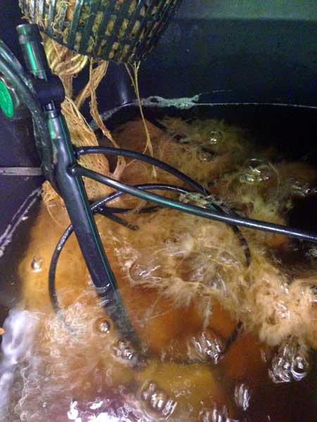 A gross, slimey case of brown roots - caused by a pathogen known as "root rot" Yuck!