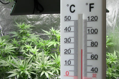 The temperature in your cannabis grow room is important to success. Avoid letting it get above 80°F (27°C) in the grow room during the flowering stage or you could be unintentionally hurting your plants/buds.