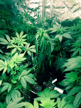 The marijuana plant in the middle is droopy because it's overwatered - it got more light than the other plants, therefore drank more