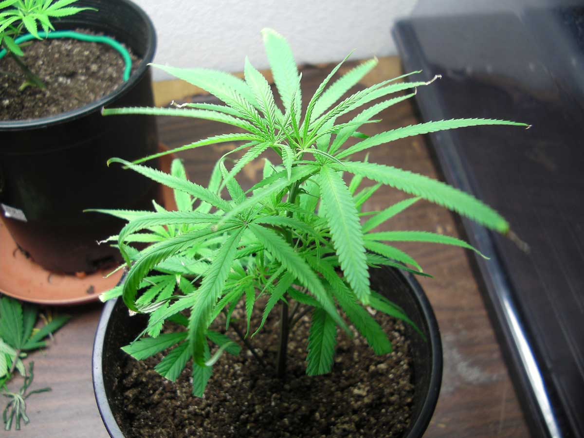 Underwatering Cannabis Plants Symptoms & Solutions