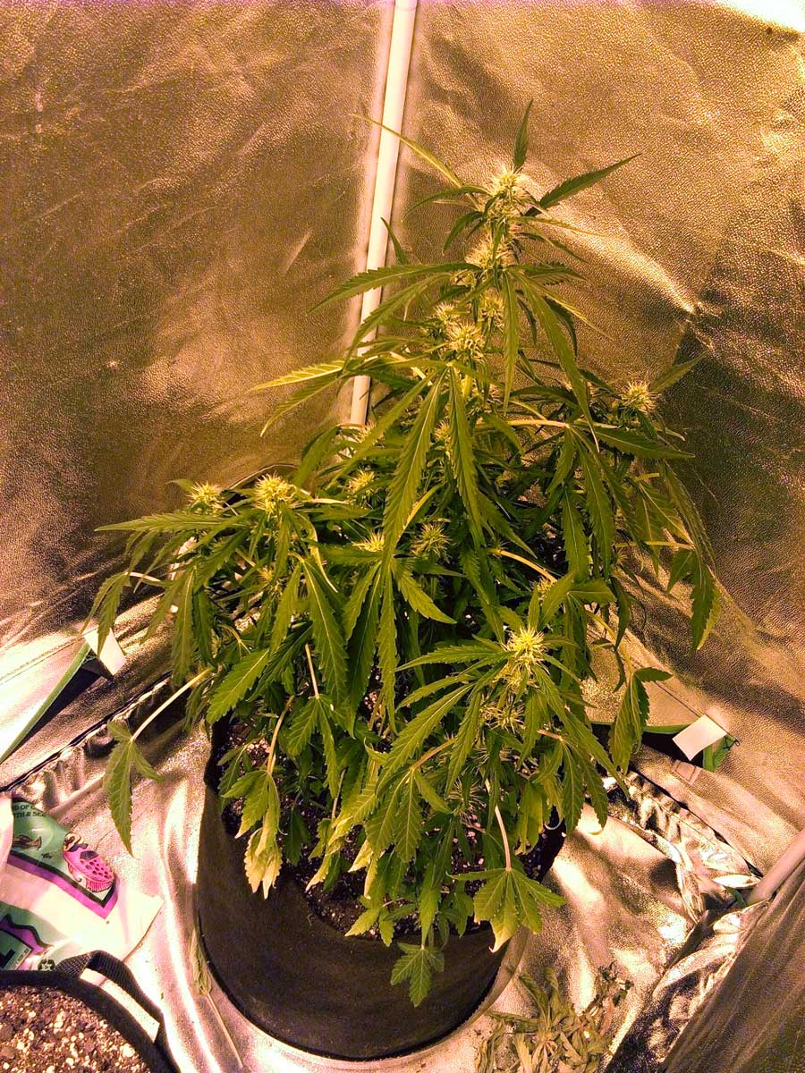 overwatered marijuana seedlings overwatered marijuana seedlings