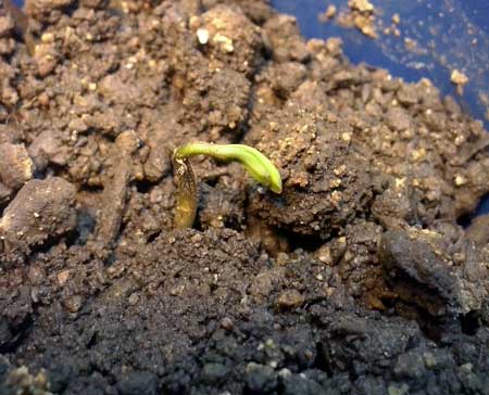 This seedling started "damping off" (dying) due to terrible soil. Giving too much water to cannabis seedlings can kill them!