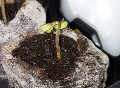 Here's another example of a cannabis seedling damping off due to too much water (drowning roots), this time combined with not enough light. After a few days of these conditions, this seedling just fell over and started dying.
