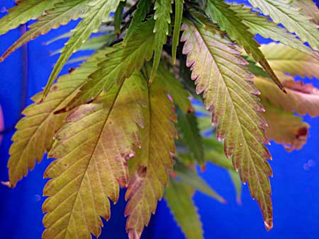 Pink leaves, red discoloration - While it make look like a nutrient deficiency, this cannabis seedling is suffering from overwatering plus a too-small pot