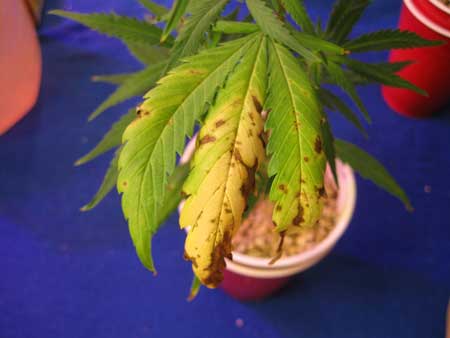 Marijuana clone 4 - Yet another type of rusty brown spots appeared on this plant, with yellowing of the leaves and curling up. When the roots aren't happy, the plant isn't able to uptake nutrients properly and cannabis seedlings can show a wide variety of strange problems.
