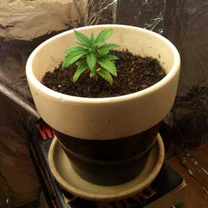 Overpotted young cannabis plant - this container is too big for this seedling! This OG Tahoe Kush seedling was overpotted, though this can be overcome by the grower just giving a little bit of water at a time until the plant starts growing vigorously. At that point, the grower can provide more and more water until they’re finally watering normally.