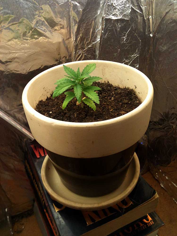 Common Seedling Problems &amp; Mistakes Grow Weed Easy