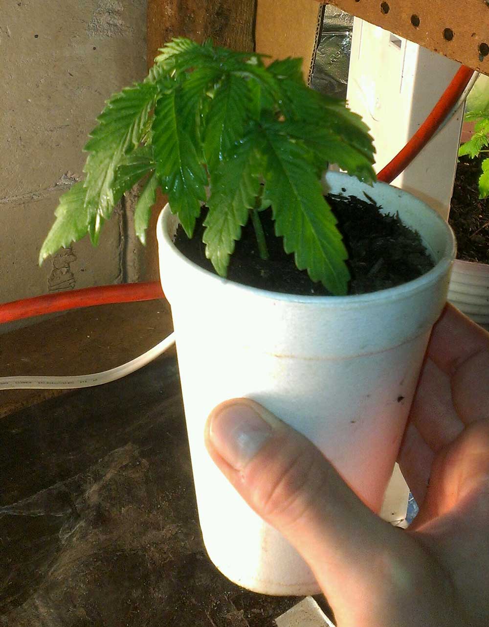 How Often Do I Water Marijuana Plants Grow Weed Easy,How To Make Sweet Potato Pie Filling