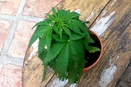 Droopy overwatered young plant. While overwatering can display many different symptoms, most overwatered cannabis plants look droopy, like this…
