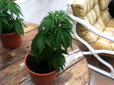 This cannabis plant went through a few cool days but the grower continued to water as normal. As a result, the plant's roots were surrounded by too much water and the plant started showing signs of overwatering.