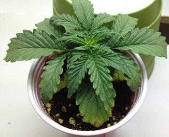 marijuana from seed