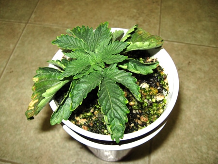 Over-watered, no drainage leading to root problems - notice how dark the soil is and the green algae growing on top - these are more signs the plant has been overwatered for quite a while. The following cannabis plant was also overwatered and had no drainage. Notice how dark the soil is and the green algae growing all along the top of the soil.