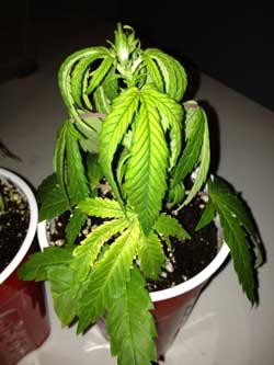 Example of a very droopy young cannabis plant!