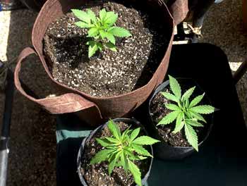 Example of growing cannabis plants in different sized pots - sometimes it's better to start in a smaller pot and then transplant later! Notice how the cannabis plants in smaller containers have grown more than the plant that was put in a big container as a seedling. It's common for plants in too-big containers to grow a little slowly at first.