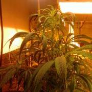 Droopy marijuana plant leaves