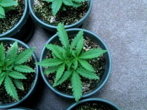 Growing cannabis with fluorescent light bulbs