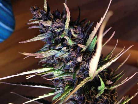 Your cannabis plant needs to have purple genetics if you want the buds to turn purple