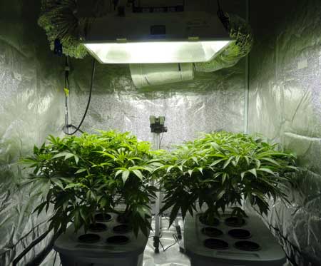 How long for marijuana plant to grow